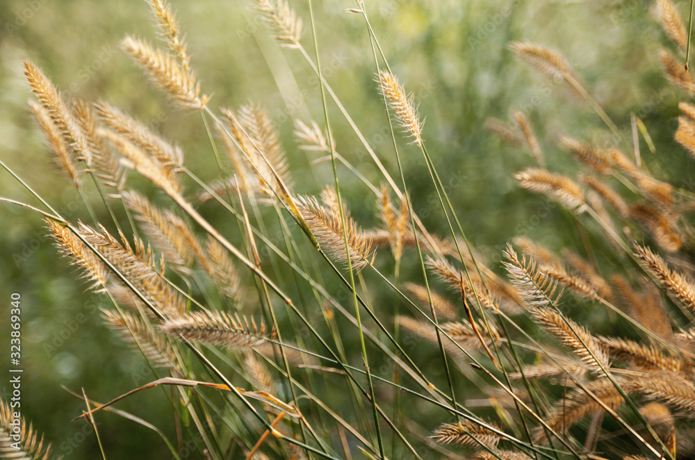 Grass with spikelets as natural season summer outdoor background Grass with spikelets as natural season summer outdoor background