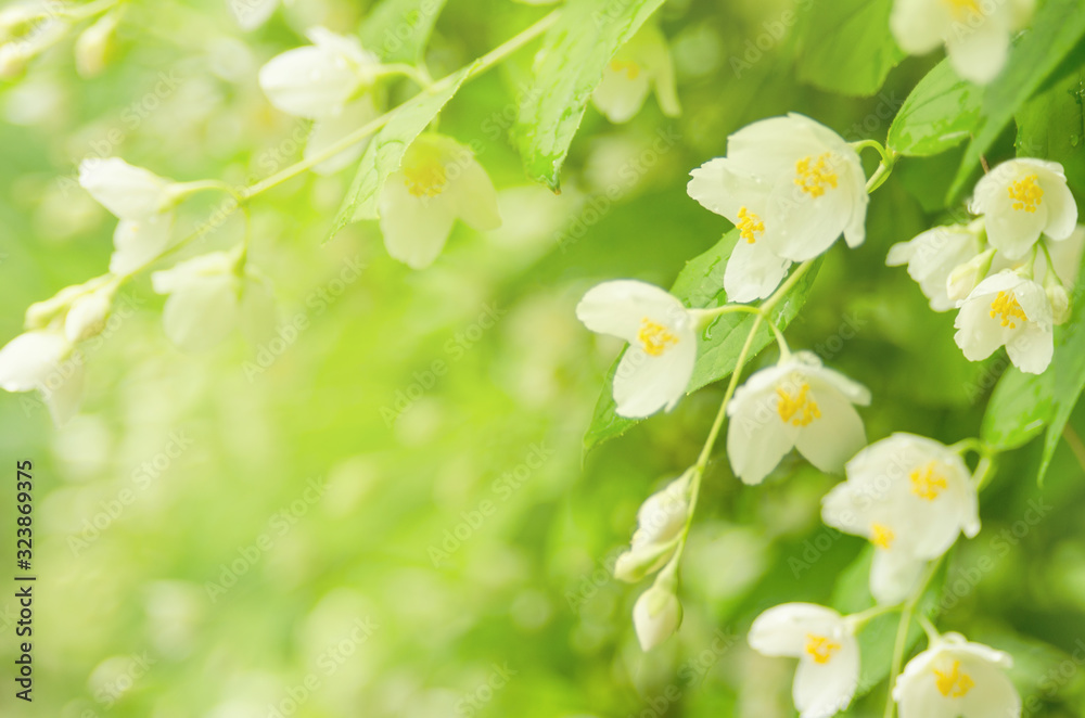 Spring blooming Jasmine flower on background of green leaves as seasonal background with copy space Spring blooming Jasmine flower on background of green leaves as seasonal background with copy space