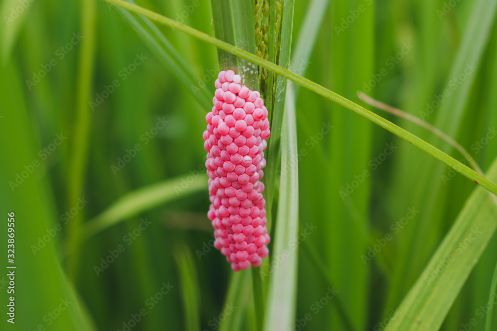 Golden Apple Snail Eggs Images Browse 16 Stock Photos Vectors And Video Adobe Stock