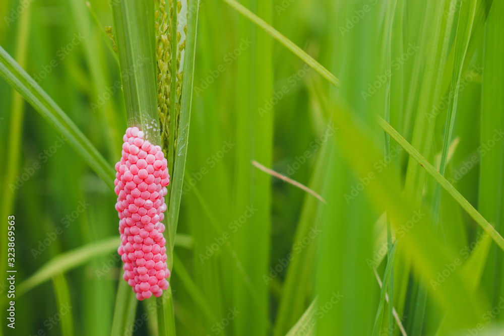 Golden Apple Snail Eggs Images Browse 16 Stock Photos Vectors And Video Adobe Stock
