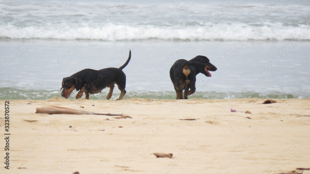 dog on beach dog on beach