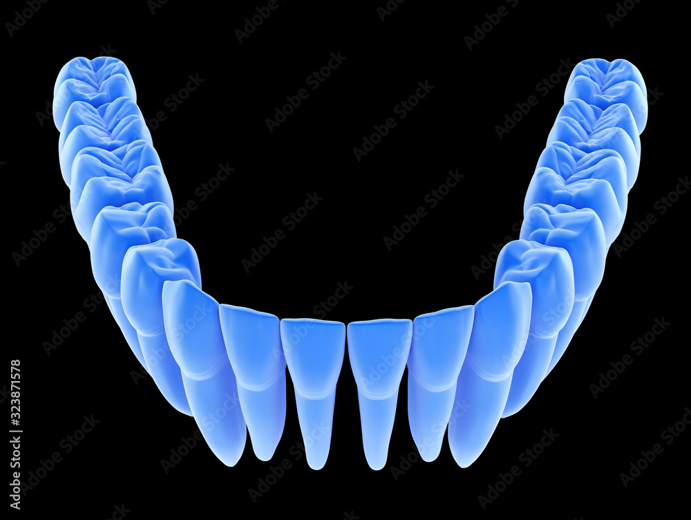 Dental Anatomy of mandibular human gum and teeth, xray view. Medically