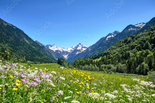  Alpen, Blumenwiese in den Bergen mit Schnee auf Gipfel 
