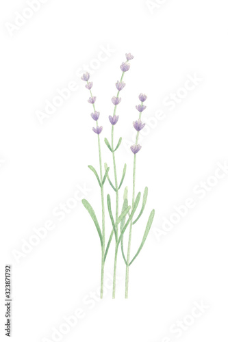 Watercolor lavander isolated on white background. Minimalist print. Hand drawn. Perfect for home decor, printable art, greeting cards, invitations.  © Tanya Trink