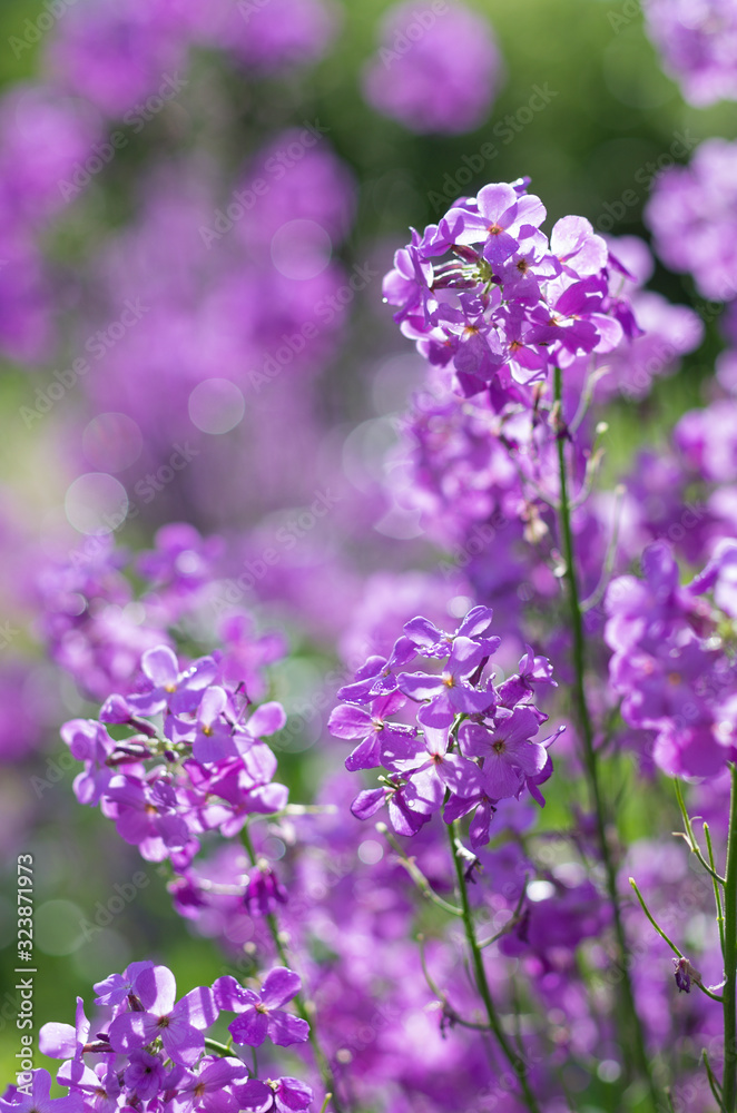 Beautiful violet blooming flowers of garden Phlox with gorgeous bokeh on the background Beautiful violet blooming flowers of garden Phlox with gorgeous bokeh on the background