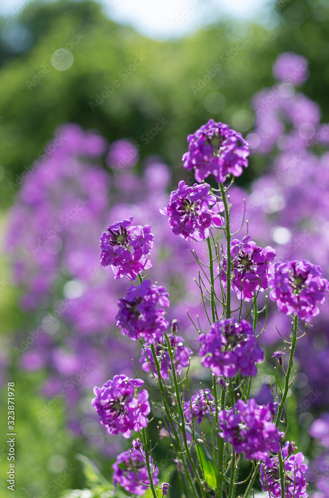 Obraz premium Purple blooming buds of garden Phlox with a beautiful bokeh in the background on a sunny summer day