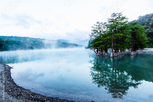 Фотография Swamp cypresses on a summer morning