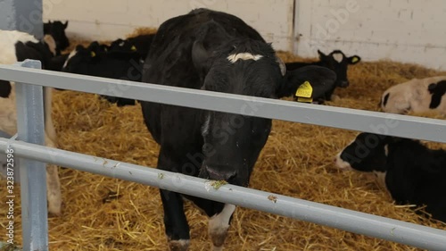 Cows on the farm eat hay. Belarus.