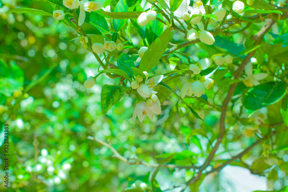 Fototapeta premium Orange blossom on a trees in orchard and the sun's rays against the blue sky.