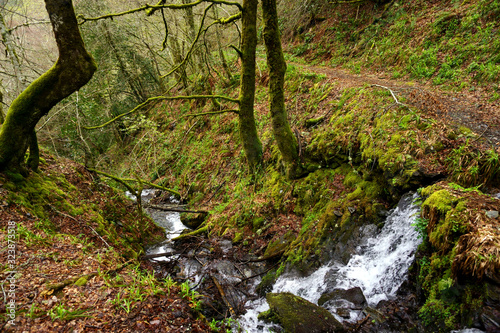 Hiking trail in Devesa de Rogueira, atlantic forest of Courel mountain range, Folgoso do Courel, Lugo, Galicia , Spain photo