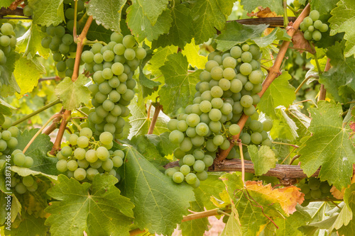 Wallpaper Mural bunches of ripe Chardonnay grapes on vine in vineyard at harvest time Torontodigital.ca
