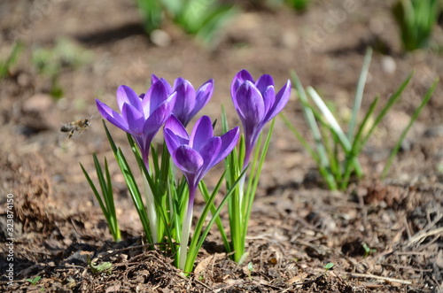 purple Crocus blooms from a Bud in spring