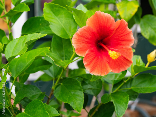 Hibiscus is widely popular as a plant dressed in tropical imagery.