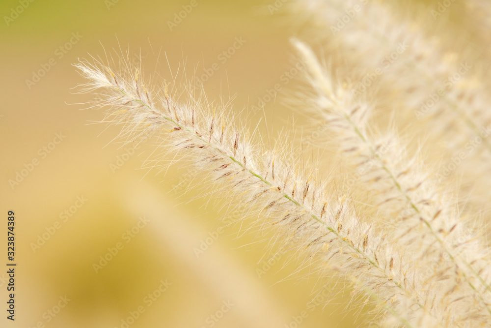 Close up Cogon grass blow by the wind in morning