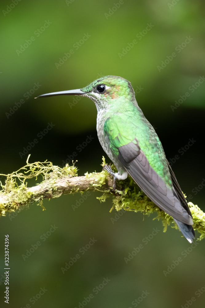 Fototapeta premium Amazilia decora, Charming Hummingbird, bird feeding sweet nectar from flower pink bloom. Hummingbird behaviour in tropic forest, nature habitat in Corcovado NP, Costa Rica. Two bird in fly, wildlife.