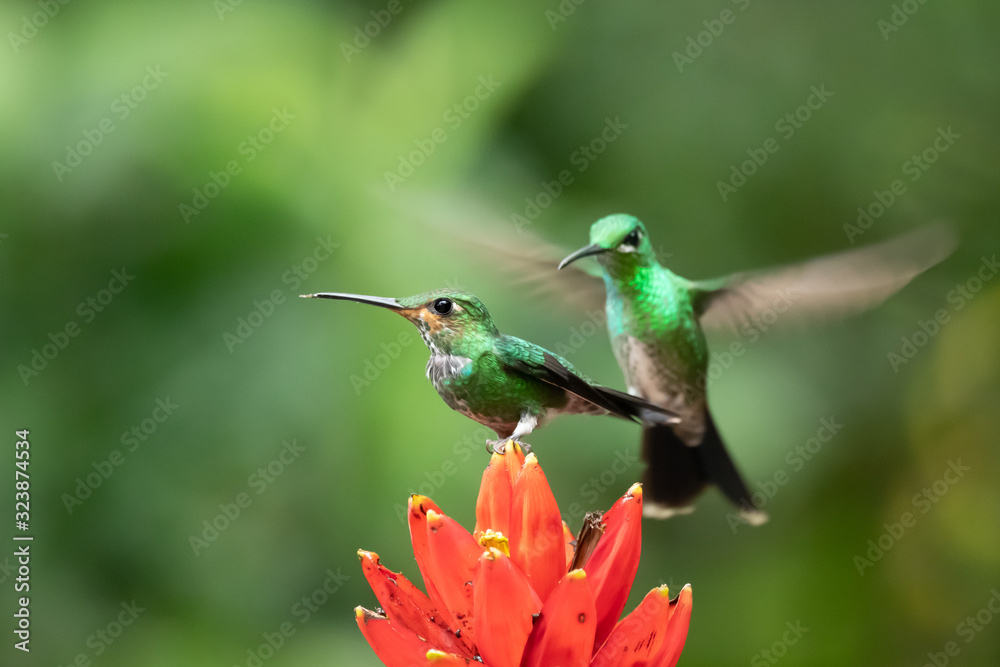 Fototapeta premium Amazilia decora, Charming Hummingbird, bird feeding sweet nectar from flower pink bloom. Hummingbird behaviour in tropic forest, nature habitat in Corcovado NP, Costa Rica. Two bird in fly, wildlife.