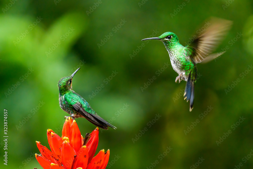 Fototapeta premium Amazilia decora, Charming Hummingbird, bird feeding sweet nectar from flower pink bloom. Hummingbird behaviour in tropic forest, nature habitat in Corcovado NP, Costa Rica. Two bird in fly, wildlife.