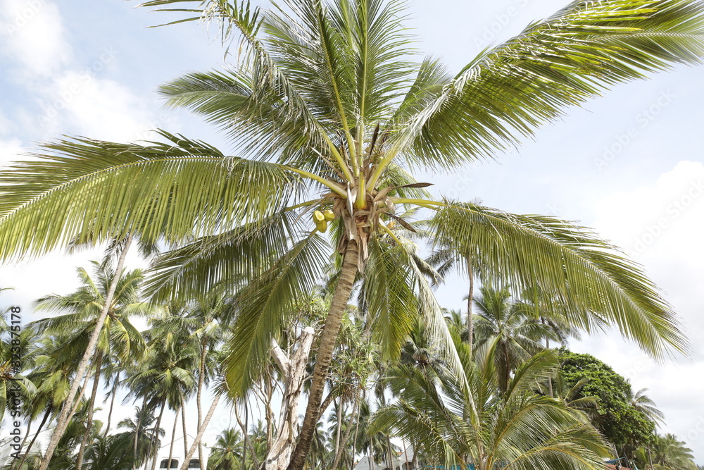 Fototapeta premium palm tree and blue sky