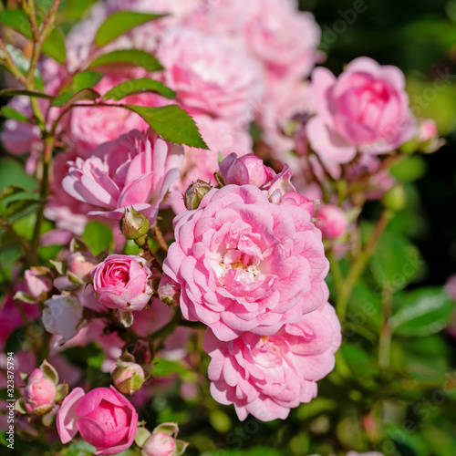 Bl  hende Rosen im Garten