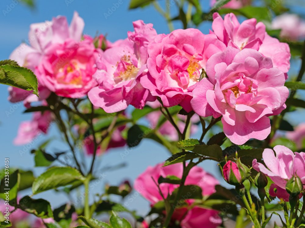 Blühende Rosen im Garten Blühende Rosen im Garten