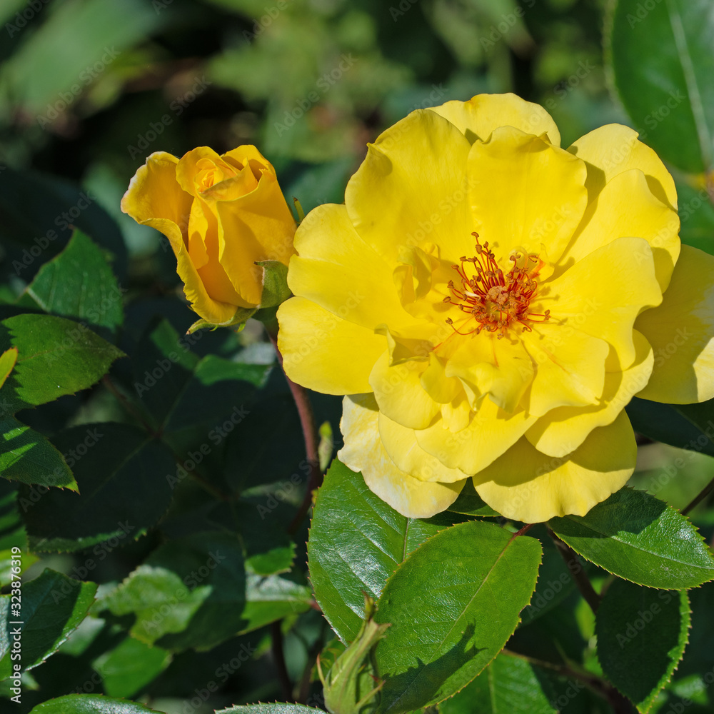 Blühende Rosen im Garten Blühende Rosen im Garten
