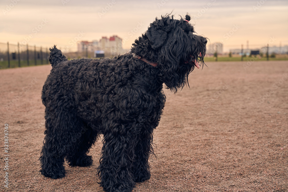 Large Terrier of Zordan black sits on field, feels happy and satisfied. Close-up portrait of dogs muzzle. Walking pet in autumn. Horizontal shot of animal. Walk in fresh air.