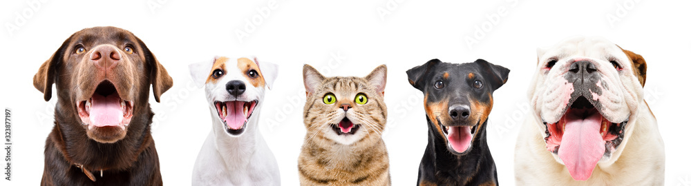 Portrait of five cute funny pets, closeup, isolated on a white background - obrazy, fototapety, plakaty 
