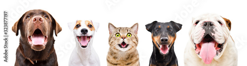 Portrait of five cute funny pets, closeup, isolated on a white background