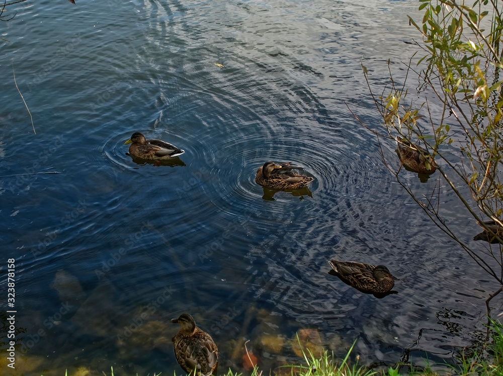 wild ducks swim in a pond in summer, Moscow wild ducks swim in a pond in summer, Moscow