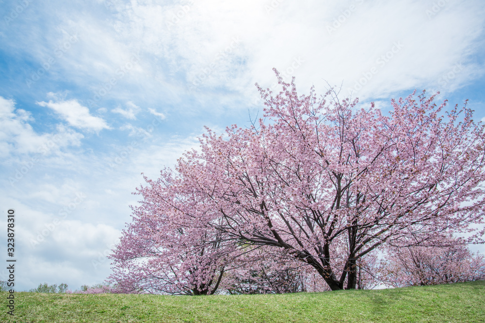 桜