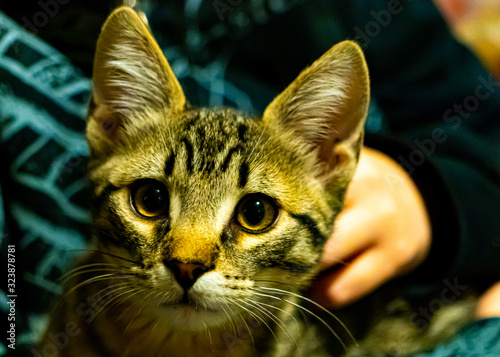 Curious kitten about to move being petted by a human