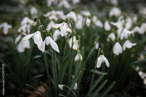 Fototapeta Naklejka Na Ścianę i Meble -  Close up of beautiful blooming Galanthus snowdrops in a clump