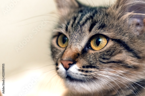 Cute tabby cat with yellow eyes and long whiskers. Close-up portrait of a beautiful cat