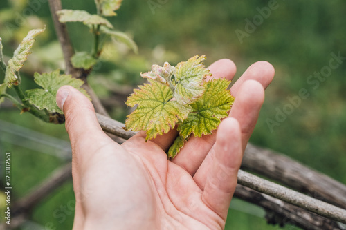 green leaf of a vineyard in a man's hand