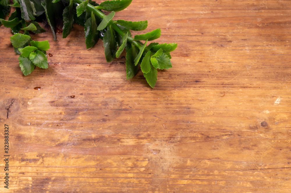Green plant on a wooden background Green plant on a wooden background