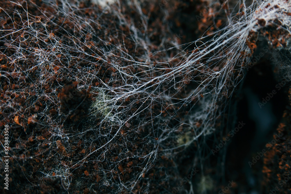 Fungus on old coffee ground for the background. Fungus on old coffee ground for the background.