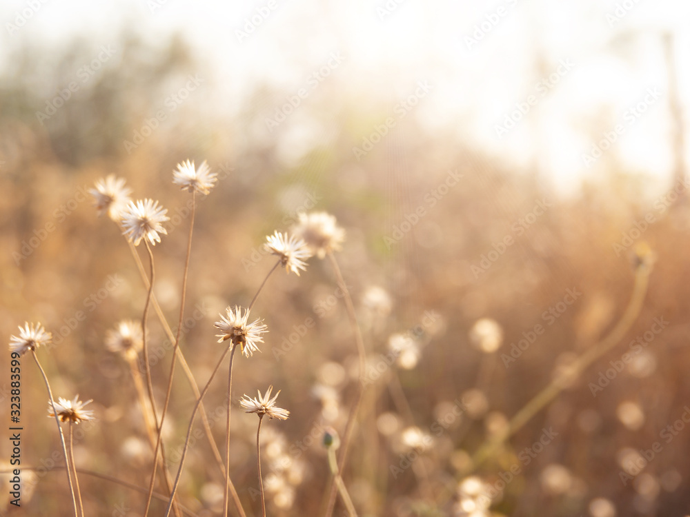 Grass flowers on the sidewalk, Nature background