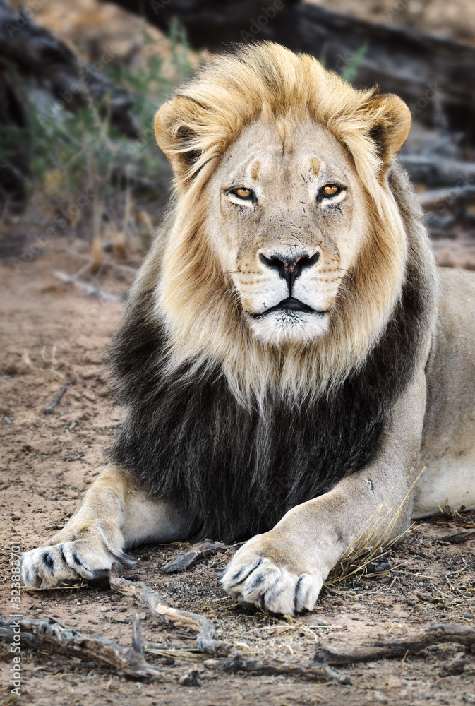 Male black maned Lion portrait close-up highly focused making eye contact with long hair. Panthera leo, Kgalagadi Park Male black maned Lion portrait close-up highly focused making eye contact with long hair. Panthera leo, Kgalagadi Park