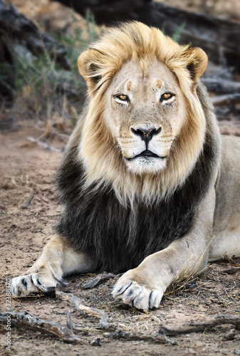 Male black maned Lion portrait close-up highly focused making eye contact with long hair. Panthera leo  Kgalagadi Park