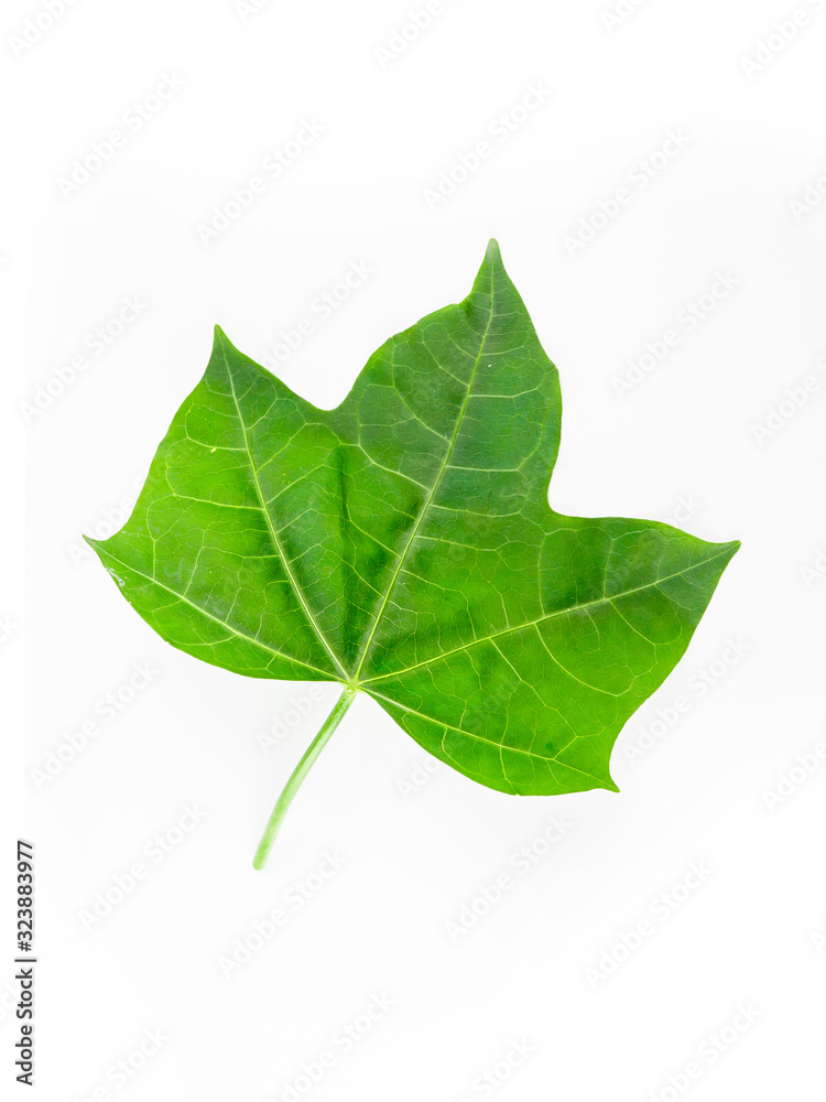 Fototapeta premium Close-up leaves on white isolated, green leaf