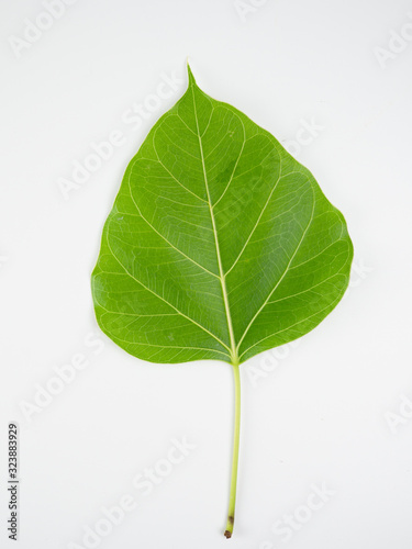 Close-up leaves on white isolated  green leaf  ..Pho leaf