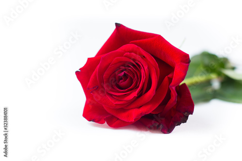Cute Red rose isolated on white background.