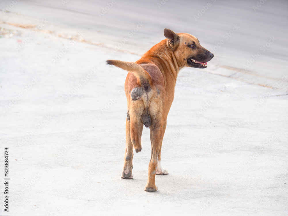 Dog that is missing one leg, Stray dog, Dog without owner