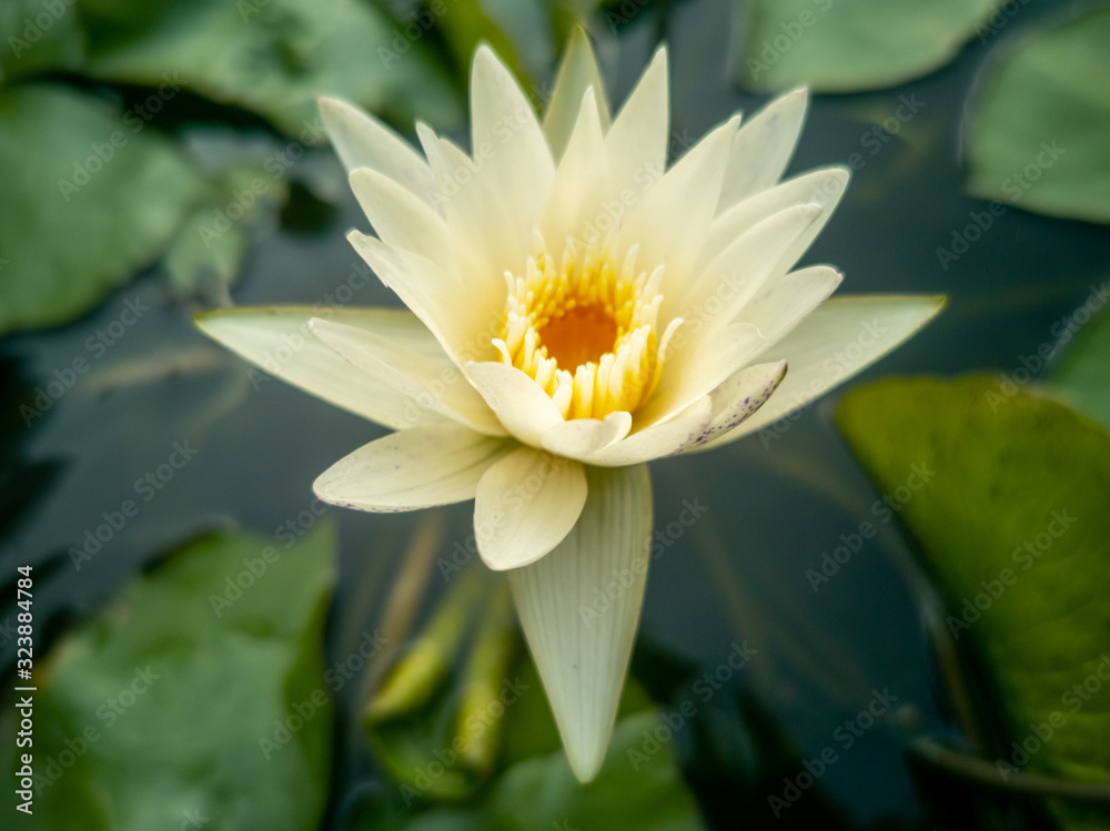 lotus in the pond lotus in the pond