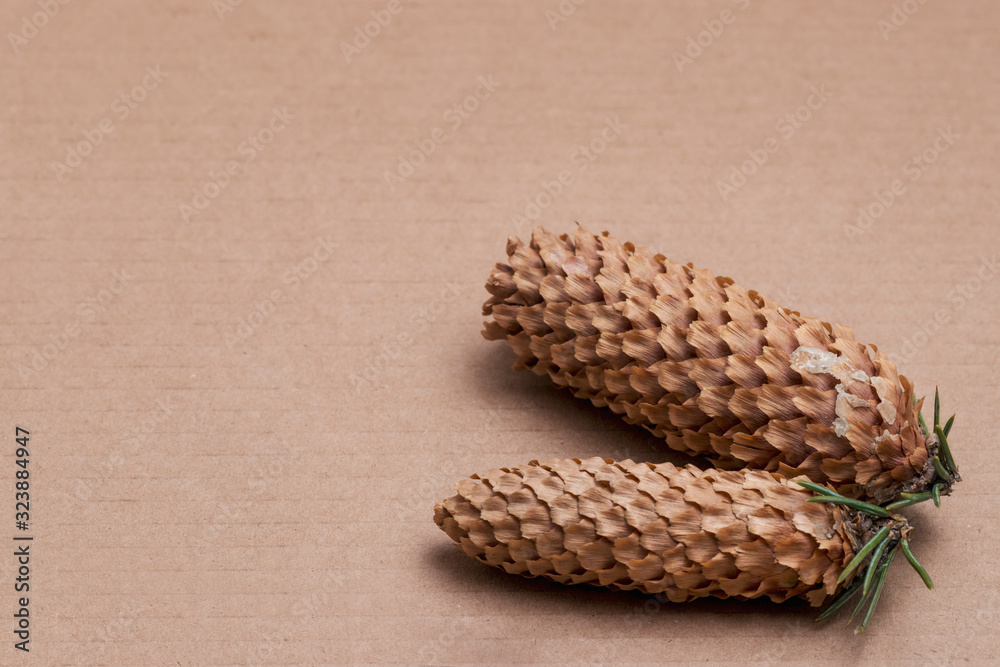 A spruce cone with sharp green needles lies on a light cardboard. Natural natural photophone for lettering and design. The problem of paper recycling and environmental protection.