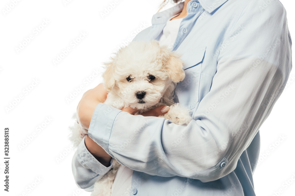 cropped view of woman holding Havanese puppy isolated on white cropped view of woman holding Havanese puppy isolated on white