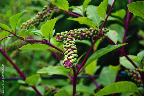  plant with green leaves and purple stems in the summer garden forming a background,