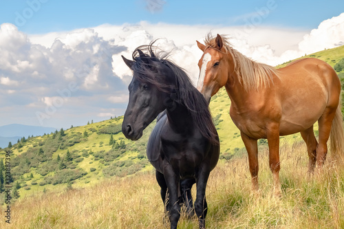 Horses on walking in the mountains on a meadow in warm summer day. Natural background © fotolesnik