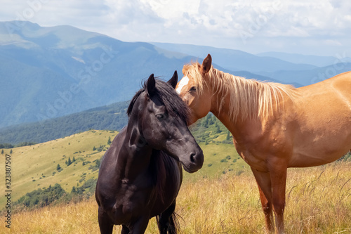 Horses on walking in the mountains on a meadow in warm summer day. Natural background