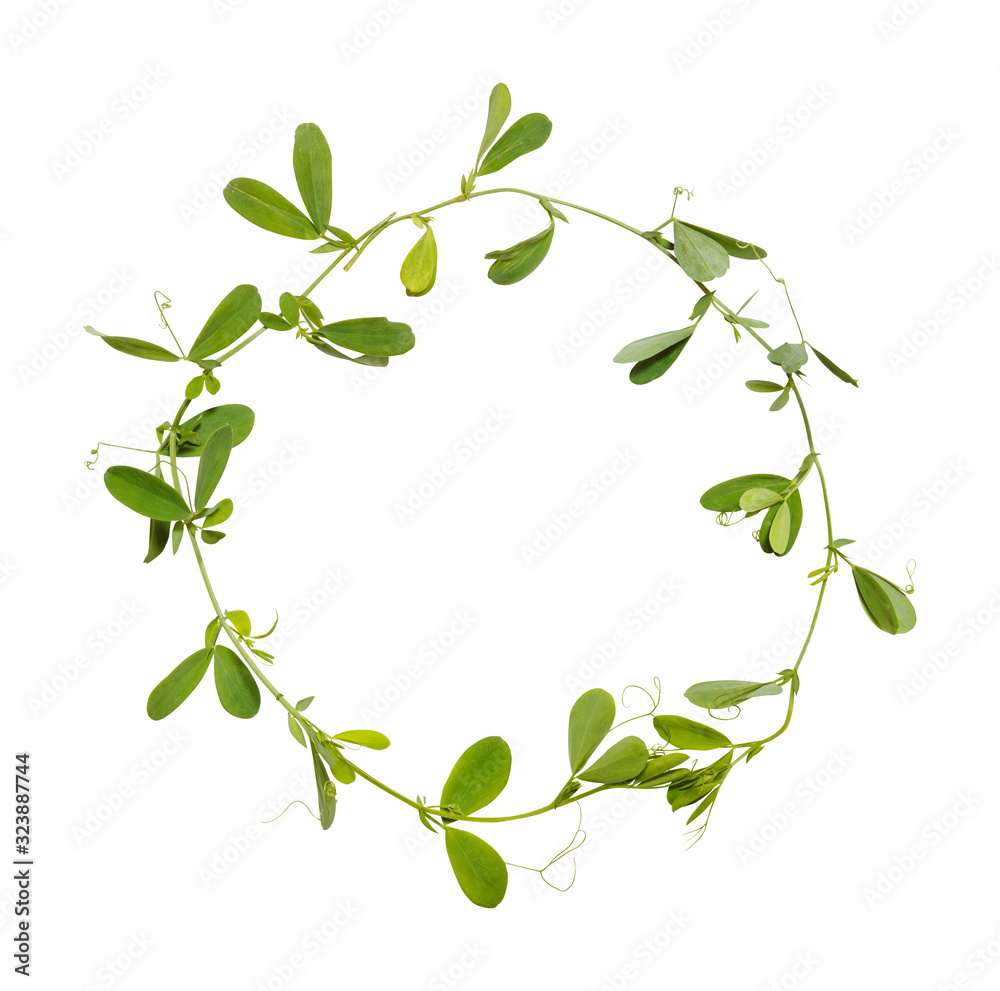 frame from grass isolated on white background. Vicia cracca. Mouse polka dots